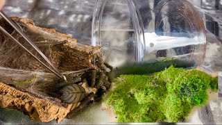 Revamping Her Enclosure  Cyriopagopus Sp Hati Hati PURPLE EARTH TIGER [upl. by Carita]