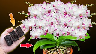 I put this into the orchid roots and the orchids bloomed 500 times more [upl. by Heather]