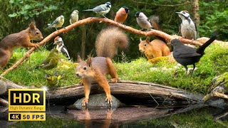 Squirrel and Bird Watching 10 hours Nature Fun for Cats amp Dogs amp Humans Alike 4K HDR [upl. by Ailekahs]