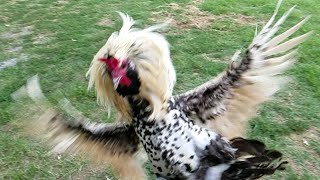 Rooster Attack in Super Slow Motion [upl. by Leasi246]