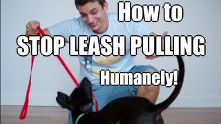 How to Train Your Dog to NOT PULL on the Leash [upl. by Yesdnyl]