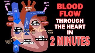 Blood Flow through the Heart in 2 MINUTES [upl. by Annek]