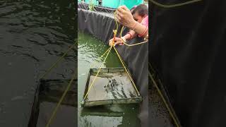 How to give feeds to Biofloc fish  Prawns farming in Biofloc Tank  alekha sahoo biofloc shorts [upl. by Suzi783]