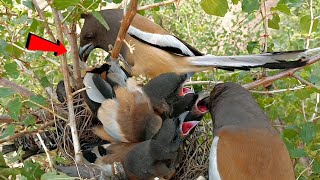 Rufous treepie bird babies are hungry AnimalsandBirds107 [upl. by Aimehs]