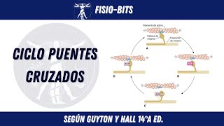 CICLO DE PUENTES CRUZADOS CONTRACCIÓN MUSCULAR FISIOBITS [upl. by Aramaj251]