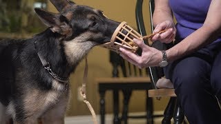 Basket Muzzle Training  Flash class [upl. by Kara-Lynn]