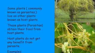 Heterotrophic nutrition in plants [upl. by Holder]