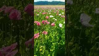 Moonflowers field Austria🇦🇹bloggershortstrendingflowers [upl. by Francyne]