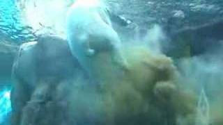 Polar Bear Poops Underwater Original [upl. by Atiuqer]