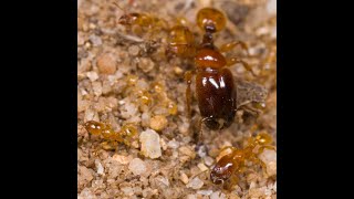 Pheidole antipodum mature ant colony  Carebara like super major sighting [upl. by Jobina]