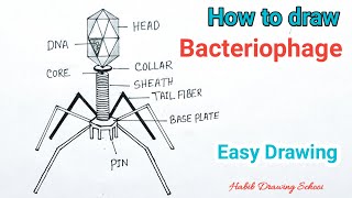 How to Draw Bacteriophage Diagram  Bacteriophage Virus Drawing [upl. by Conlee]