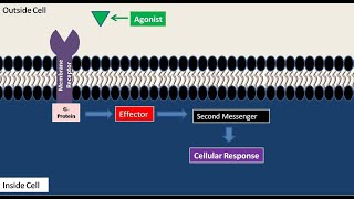 First and Second Messengers in Cell Signaling Part 2 [upl. by Ahs823]