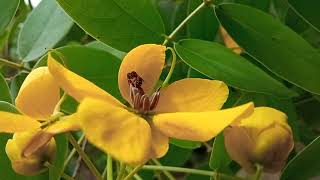 Small carpenter bee 🌻🐝🌻Ceratina hieroglyphica collecting pollenbee pollination [upl. by Lupita]