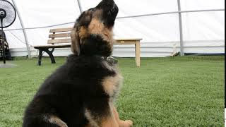 german shepherd puppy howling [upl. by Chantalle]