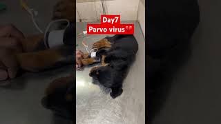 Day 7 parvo treatment 💔 one week completed parvovirus dog shorts god [upl. by Anitsej]