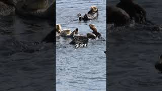 Sea Otters Holding Hands Adorable [upl. by Seerdi895]