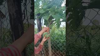 Amazing Cutting Luffa Gourd farming fruit foodie vegetables [upl. by Nannah857]