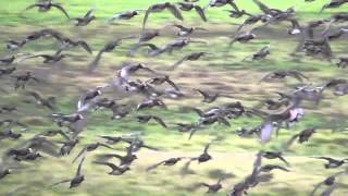 Wigeon flock in flight [upl. by Latsyk]