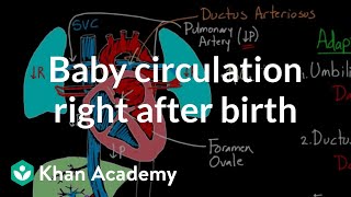 Baby circulation right after birth  Circulatory system physiology  NCLEXRN  Khan Academy [upl. by Lyns]