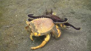 Octopus fighting crab [upl. by Nortyad]