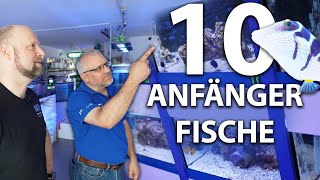 10 Anfängerfische für dein Meerwasseraquarium von nautilusaquaristik7151 [upl. by Llennor]