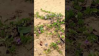 Wild Iguana Luquillo Beach Puerto Rico [upl. by Ilellan251]