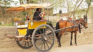 VILLAGE LIFE IN PAKISTAN Yar Hussain Sard Cheena SWABI [upl. by Secrest]