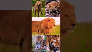 Dangerous animals in the world  such a dangerous animal shorts animals lion tiger danger [upl. by Anaz]