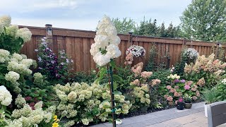 How To Train A Hydrangea Tree for Beginners  Garden Updates  September 1 2021 [upl. by Ennadroj]