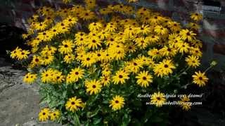 Rudbeckia fulgida var deamii  Bluebell Nursery [upl. by Akienom]