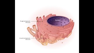 Histology Cytology and histophysiology Physiocytology of the endoplasmic reticulum [upl. by Eiboj]