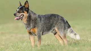 Australian Cattle Dog  Agile Endurance In Red Or Blue [upl. by Abel]