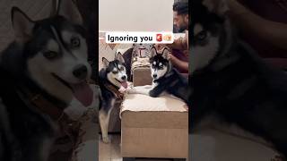 My Dogs Ignoring Skills 1010 😳 shorts taubatauba dog trendingsongs [upl. by Gae]