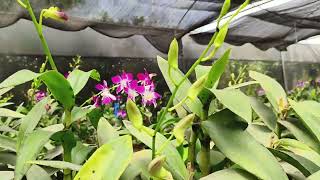 orchid farming [upl. by Arianne]