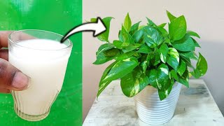 Best Natural Liquid Fertilizer For Money Plant  Best Fertilizer For Money Plant [upl. by Nirrol]