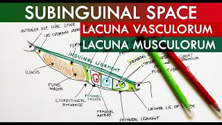 The Subinguinal Space  Lacuna Vasorum amp Lacuna Musculorum  Anatomy Tutorial [upl. by Eibbed664]