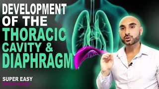 Embryology of the Diaphragm and Thoracic Cavity Easy to Understand [upl. by Ynnattirb]