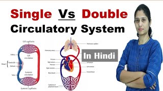 Difference between Single and Double Circulatory System  NEET  In Hindi  Science Explored [upl. by Atinaj487]