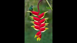 Science factHow to grow and care for Heliconia rostrata [upl. by Yob]