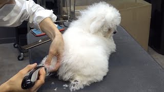 Dog Pet Baby Bichon frise First BathampGrooming [upl. by Ahsata]