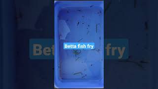 Betta fish fry fishfry pet aquarium fish fishtankcare bettafish bettafry [upl. by Gastineau]