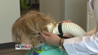 New FDA cleared medical device to kill off super resistant head lice [upl. by Macey119]