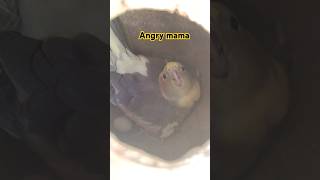 Angry mama cockatiel😠 birds petcaretips parrot cockatielbreedingtips shortsfeed [upl. by Bubalo]