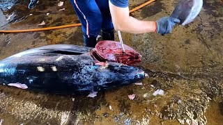 How to remove a 30kg giant fish gills in 1 second  如何1秒內取下30公斤巨大魚鰓 [upl. by Aicilegna964]