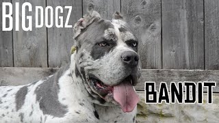 Bandit  The 130lb MastiffGreat Dane Bandog  BIG DOGZ [upl. by Itnava]