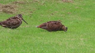 Woodcock pair [upl. by Marlena]