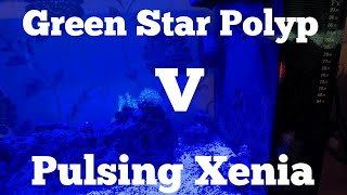 Green Star Polyp V Pulsing Xenia Episode Four [upl. by Nadler]