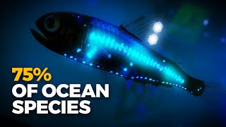 Why Is Almost All Bioluminescence in the Ocean [upl. by Hunley]