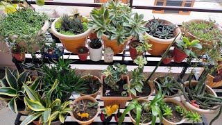 मेरी सकुलैंटस की बगिया  26 types of succulents in my garden amp their names [upl. by Babbie983]