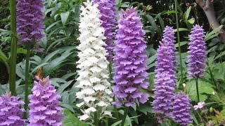 Bulb Log video diary supplement Dactylorhiza orchids [upl. by Peirce14]